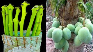 6 Multiple Grafting On One Mango Tree With  100Success  How To Grow Mango Tree From Cutting [upl. by Eillehs]