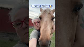 Mares vs Geldings 😂😂🤣 need a gelding animalranchcare horse animalchiropractic mares [upl. by Eramat471]