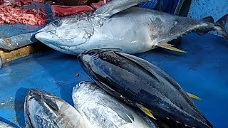 Live 09 Apr 24 ‼️ Cutting Fresh Yellowfin Tuna [upl. by Ryter]