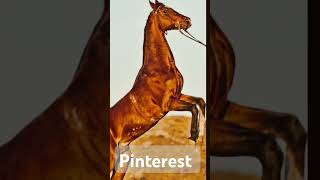 Google vs Pinterest turkoman edition horse equestrian horseriding horselover capcut [upl. by Akerdnahs30]