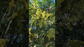 flowering on dasheri mango tree [upl. by Milena563]