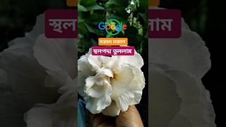 এই ফুলের🤔নাকি বড়া খায় gardeningvlog bengalivlog garden minivlog স্হলপদ্ম [upl. by Oinotnas]