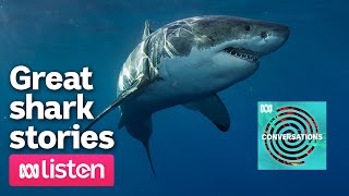 Epic sharks — the ancient origins of the monsters of the sea  ABC Conversations Podcast [upl. by Ativad837]