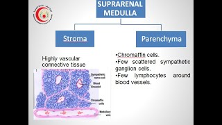 8 2020 suprarenal medulla histology and function [upl. by Babita]