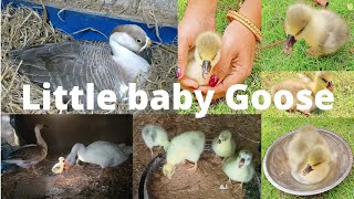 Goose hatching eggs Geese hatching gosling Cute little goose [upl. by Ayekin]