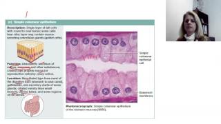 More on epithelial tissues [upl. by Bertina]