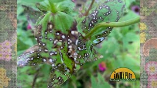 What is this on my zinnia leaves [upl. by Rebme433]