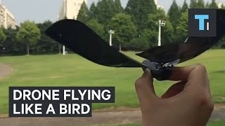 This drone looks and flies just like a bird [upl. by Jacobs651]