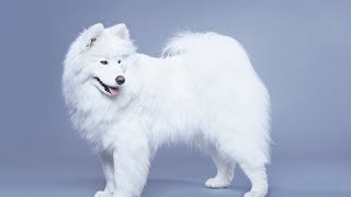 How to Train Your Samoyed for Sled Pulling [upl. by Pence]