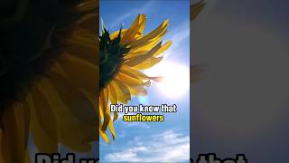 Do sunflowers follow the sun shorts [upl. by Janos]