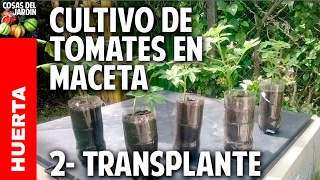 Cultivo de Tomate Parte 2  Primer transplante cosasdeljardin [upl. by Norreg951]