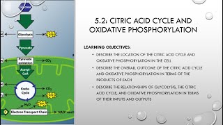 52 Citric Acid Cycle and Oxidative Phosphorylation [upl. by Oiraved]