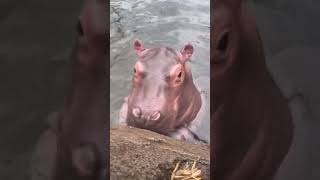 Baby hippo eating lettuce 🦛🥬 [upl. by Cocke]