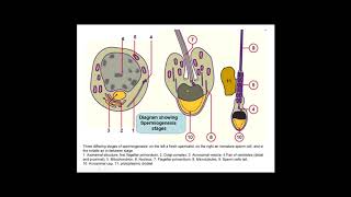 Spermatogenesis by Dr khaled shoghy [upl. by Oiralih]