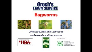 Bagworms Spring Mills Martinsburg West Virginia Tree Shrub Care [upl. by Kiersten]