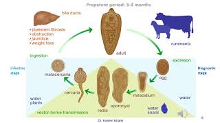 Trematodes of Ruminants 1 Family Fasciolidae [upl. by Allare]