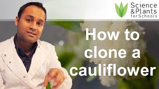 Cloning cauliflower  practical biology experiment 🥦🥦 [upl. by Ynhoj]