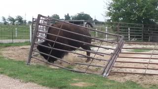 how a bison fixes a fence [upl. by Schulein]