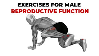 15 Minute Pelvic Floor Exercises For Male Pelvic Floor Muscles [upl. by Ehgit]