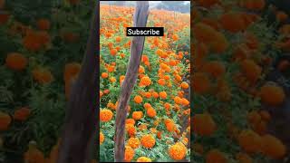 Flower 🌼🌹 9agriculture farmingfarmingvillageviralvideo [upl. by Llehcsreh475]