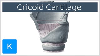 Cricoid Cartilage Function and Overview  Human Anatomy  Kenhub [upl. by Shandy196]