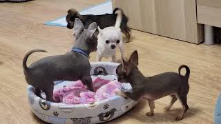 Playing Hard 💥🐶 Teacup Size Chihuahuas for sale in California [upl. by Xever171]