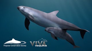 Save the Vaquita Petition [upl. by Oicirtap]