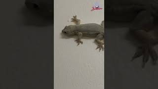 Common House Gecko Lazedshort [upl. by Atterehs]