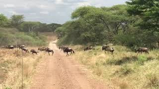 The Migration Tanzania Serengeti National Park June 2020 [upl. by Lorine]