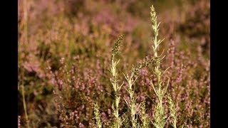 Reintroduction of Heath Cudweed onto the Sefton Coast [upl. by Nabala]