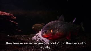 Red Bellied Piranhas Incredible growth rate [upl. by Ilanos]