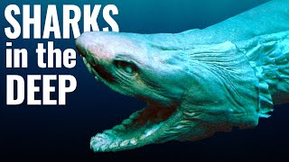 The Weird World of Deep Sea Sharks [upl. by Liggett]