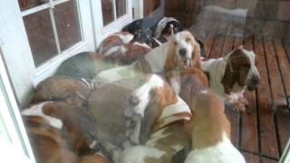 Bellingham bassets lazy hounds European Basset hounds [upl. by Johann86]