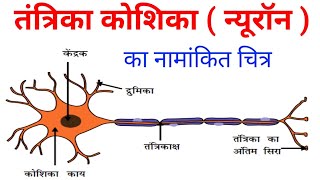 तंत्रिका कोशिका का नामांकित चित्र  Neurone ka Namankit chitra  tantrika koshika  neurone ke kary [upl. by Ahsinauj]