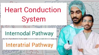 Heart Conduction System  Internodal Pathway  Interatrial Pathway [upl. by Nerrag]