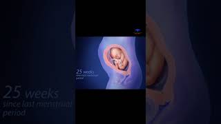 fetus development  40 weeks of pregnancy  medical [upl. by Nawuq438]