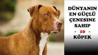 Dünyanın En Güçlü 10 Köpeği [upl. by Atirat547]