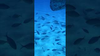 Hundreds of fish fishing fish diving [upl. by Adall]