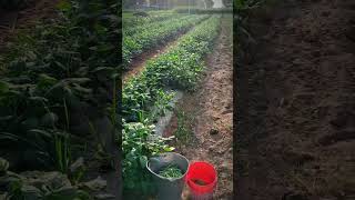 My beans 🫘 farming agriculture farmer farming [upl. by Bashemath331]