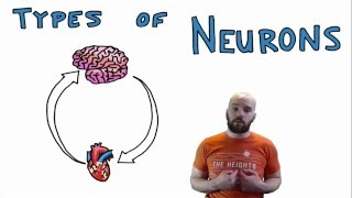 Types of Neurons  Structural and Functional Classes [upl. by Salocin]