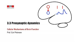 33 Presynaptic dynamics [upl. by Tenom686]