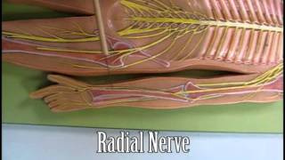 Dr Trenchs Nerves Flatman Nerves Limb nerves Nerve Plexuses [upl. by Apicella]