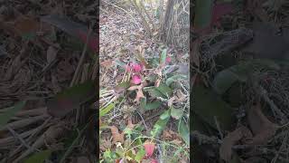 Colorful Mixed bromeliad garden in tampa [upl. by Sprung]