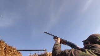 The Shooting Show  highflying pigeons with Geoff Garrod [upl. by Nazay]