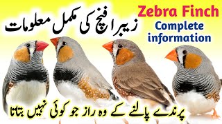 Zebra Finch breeding tips  Zebra Finch bird food list and Nest box cage setup  Zebra Finch care [upl. by Senecal]