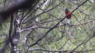 Eared Quetzal Euptilotis neoxenus [upl. by Jacobs]