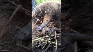 Removing paralysis ticks off Australian Echidna [upl. by Valora284]