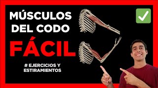 Músculos 💪 BICEPS y TRICEPS BRAQUIAL fácil y sencillo Articulación del codo [upl. by Delcina]