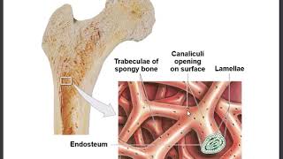 33 Compact and Spongy Bone Periosteum Endosteum [upl. by Pearla]