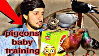 how to trend pigeon baby 🕊️ kabutar ke bacche ko kaise train kiya jaaye kabutar ke bacche ko first 1 [upl. by Oir]